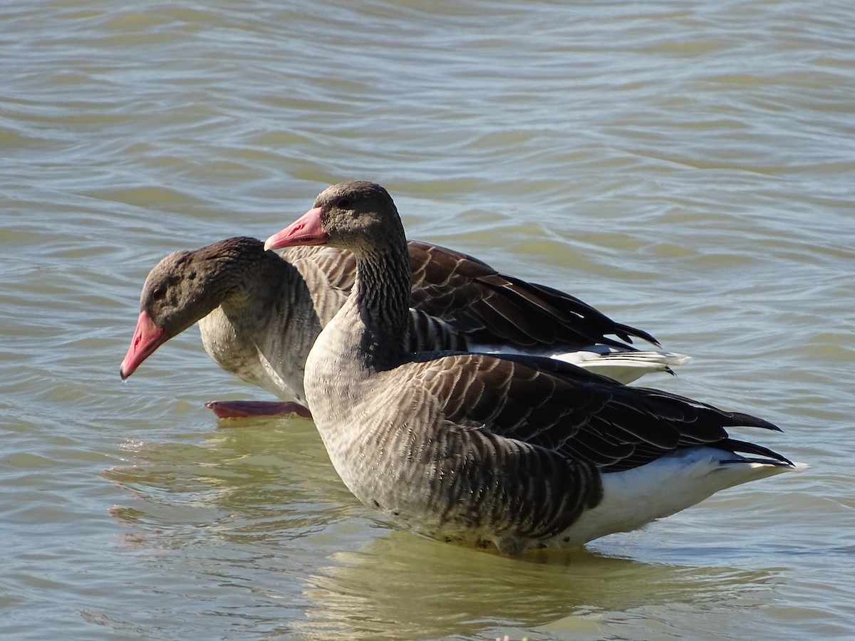 Graylag Goose - ML642240219