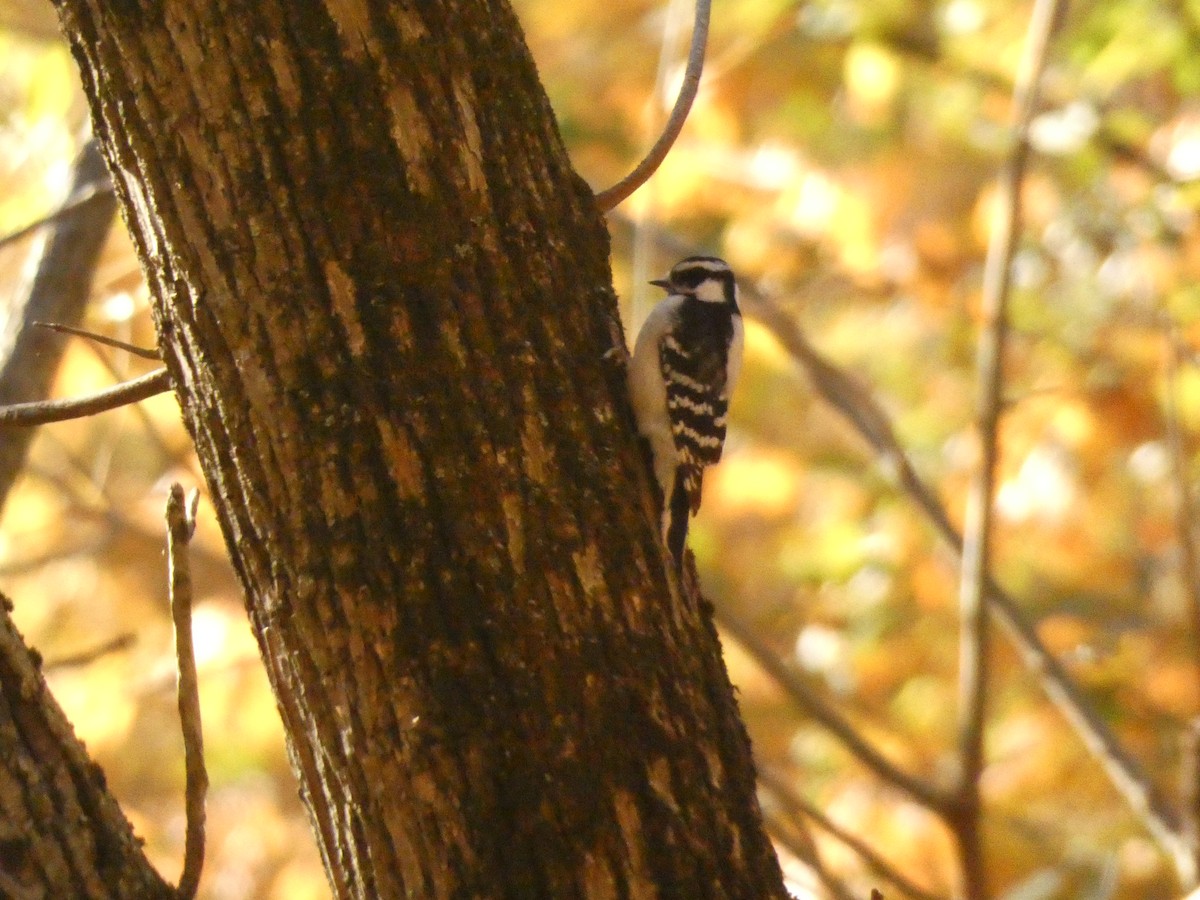 Downy Woodpecker - ML642240226