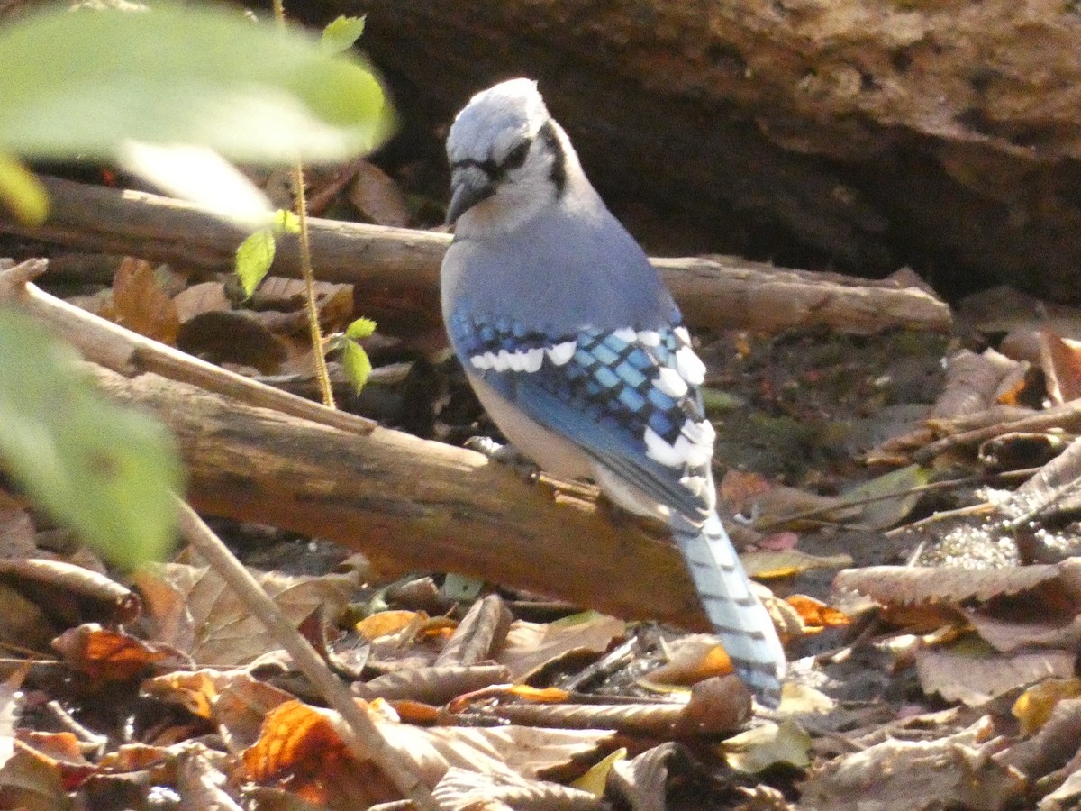 Blue Jay - ML642240227