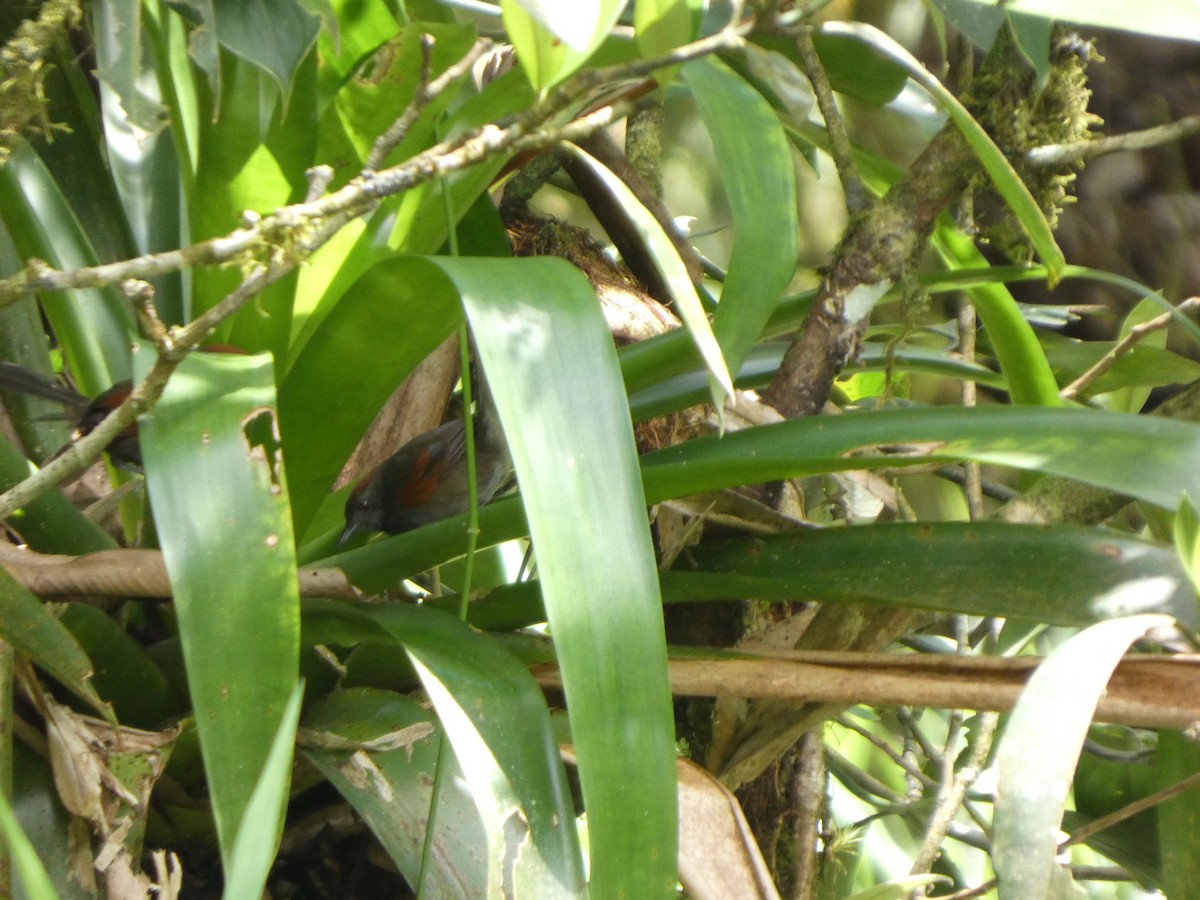 Slaty Spinetail - ML642240239