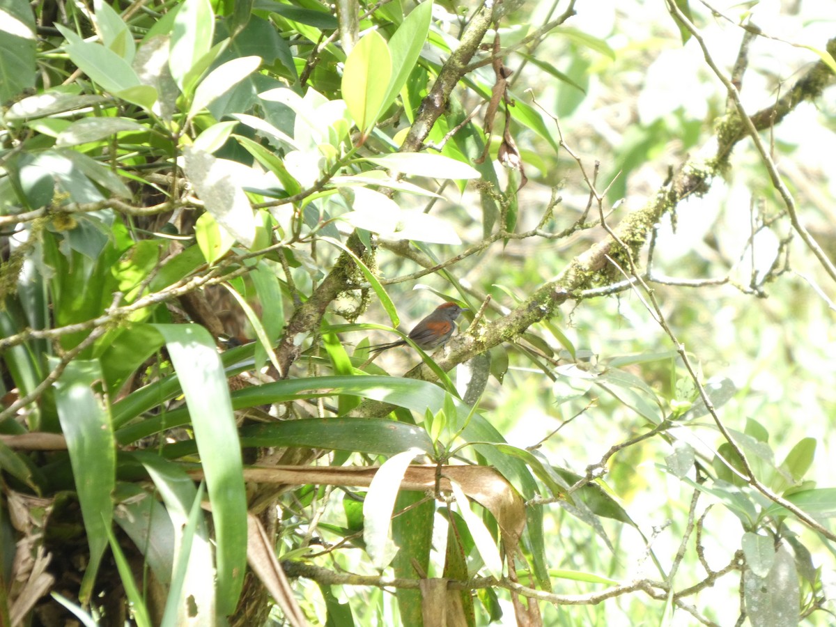Slaty Spinetail - ML642240240