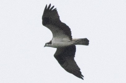 魚鷹(carolinensis) - ML642240242