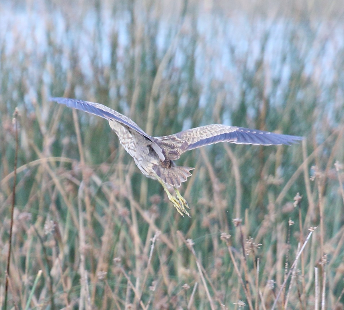 American Bittern - ML642240243