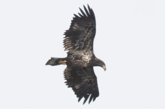 Bald Eagle - ML642240245