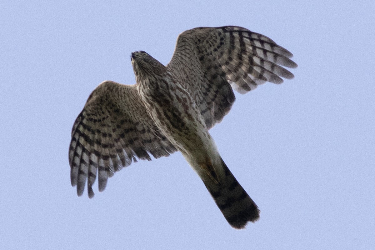 Sharp-shinned Hawk - ML642240247