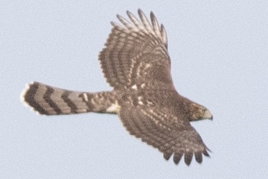 Cooper's Hawk - ML642240252