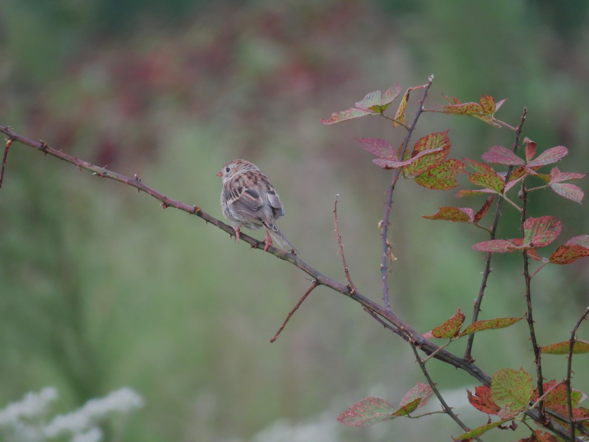 Field Sparrow - ML642240253