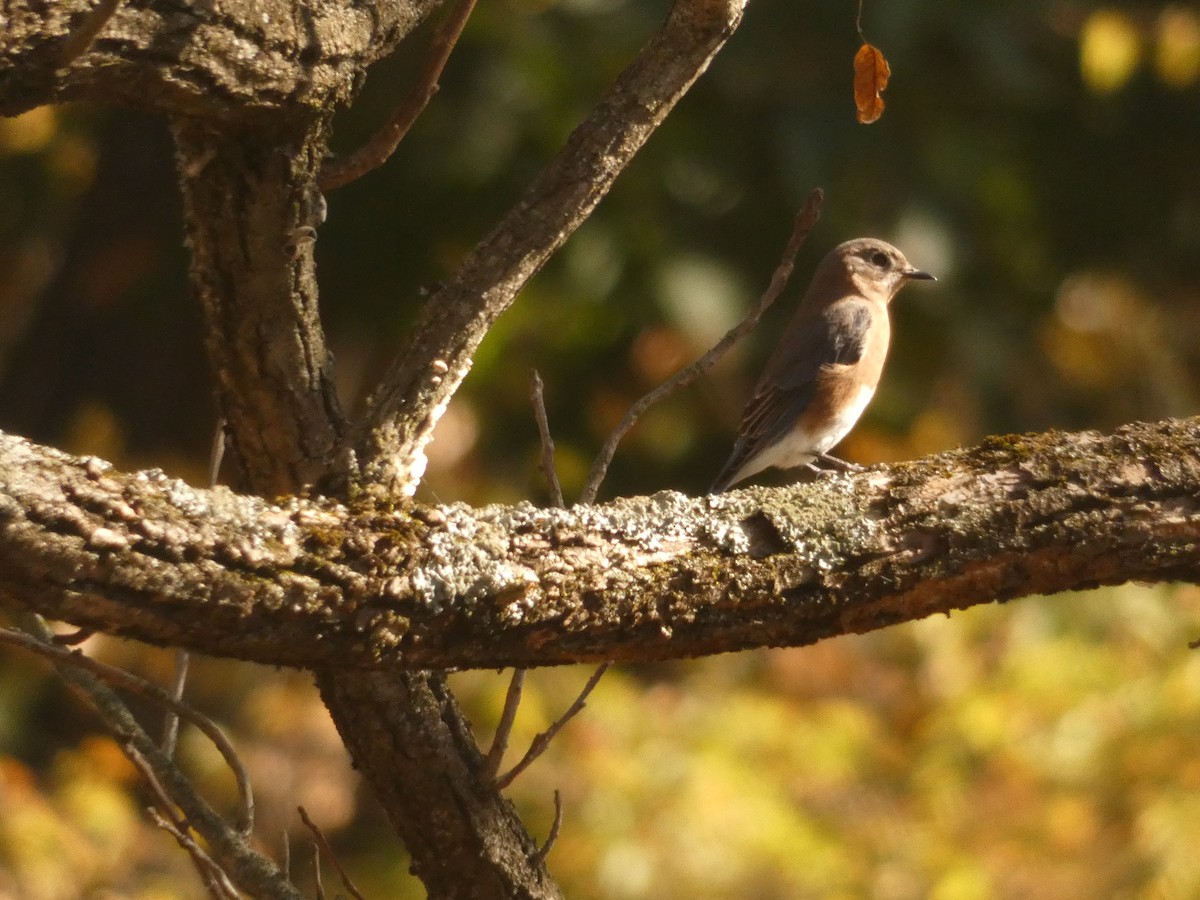 Eastern Bluebird - ML642240255