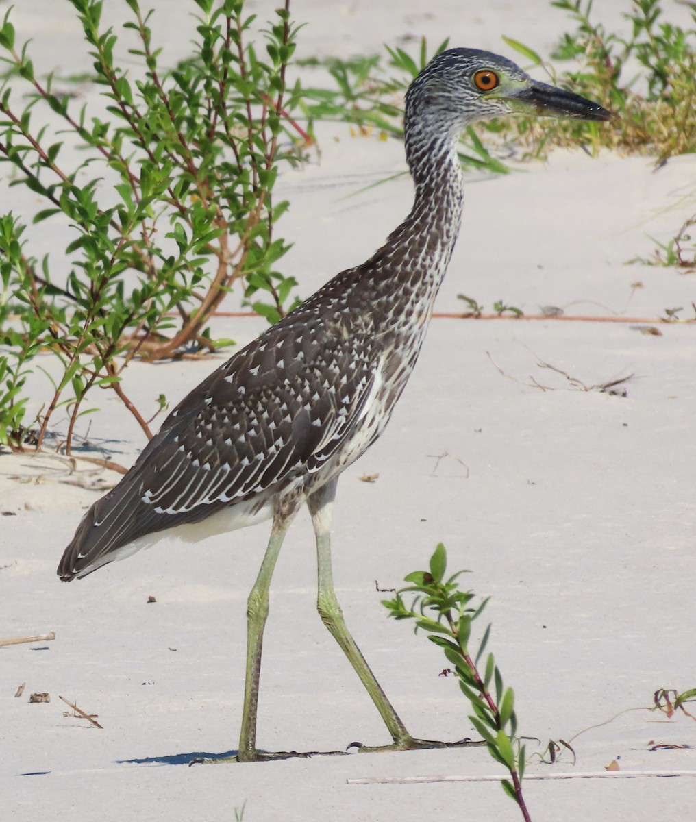 Yellow-crowned Night Heron - ML642240260