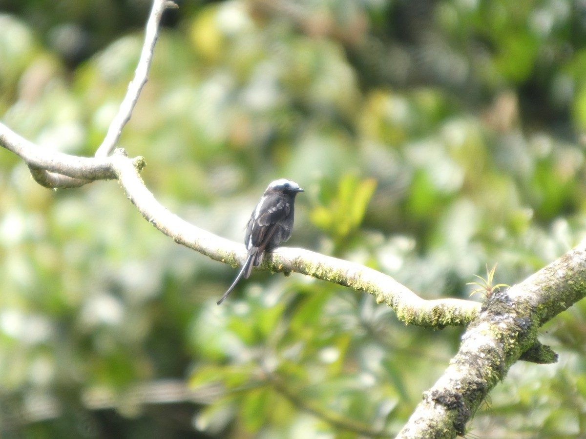 Long-tailed Tyrant - ML642240261