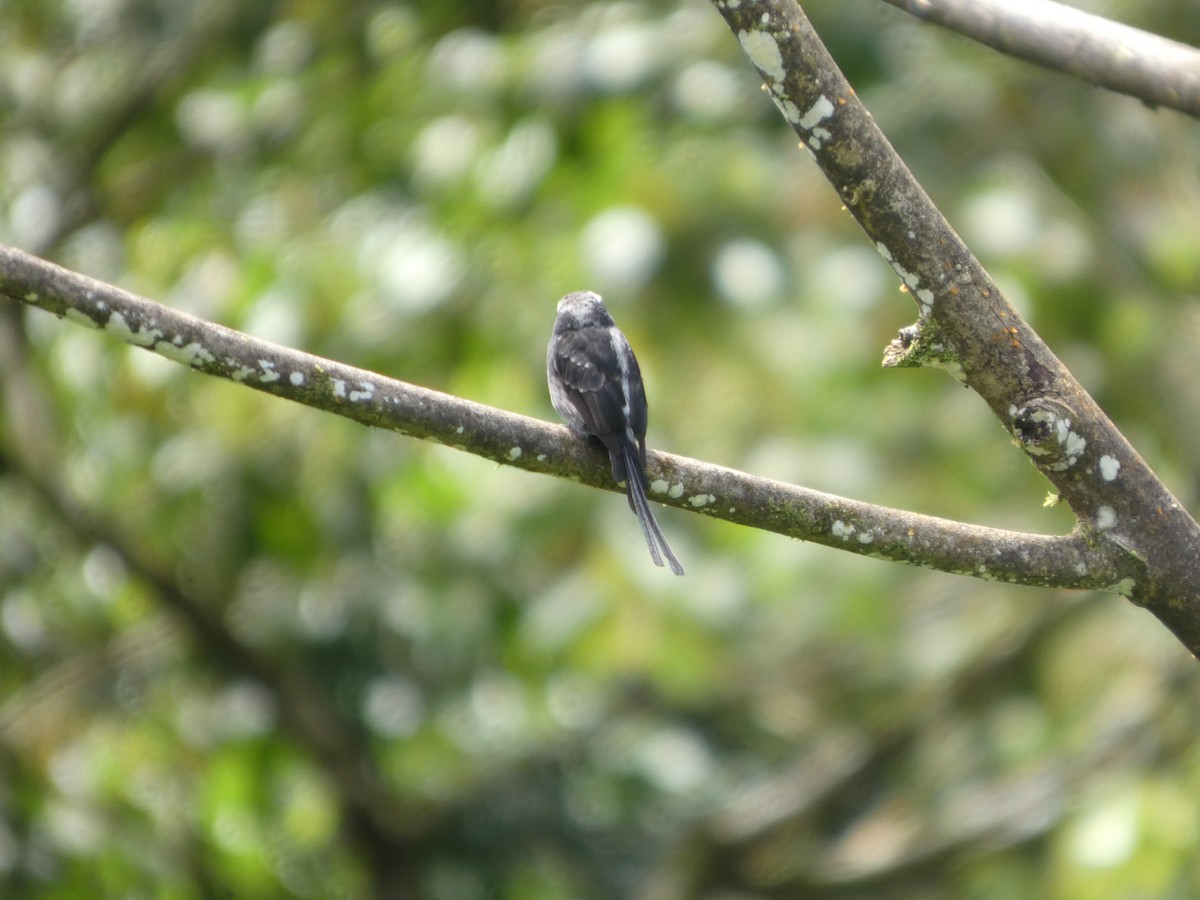 Long-tailed Tyrant - ML642240262