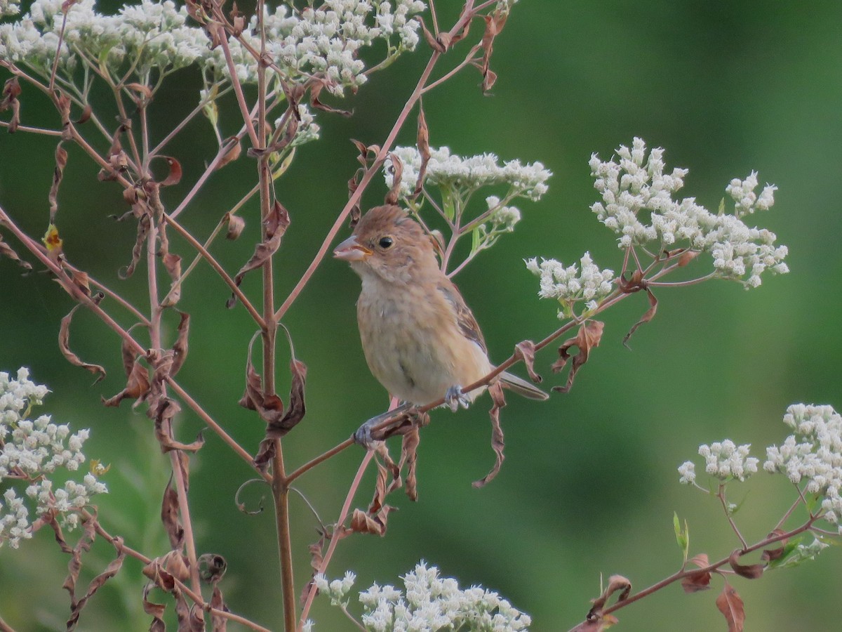 Indigo Bunting - ML642240265