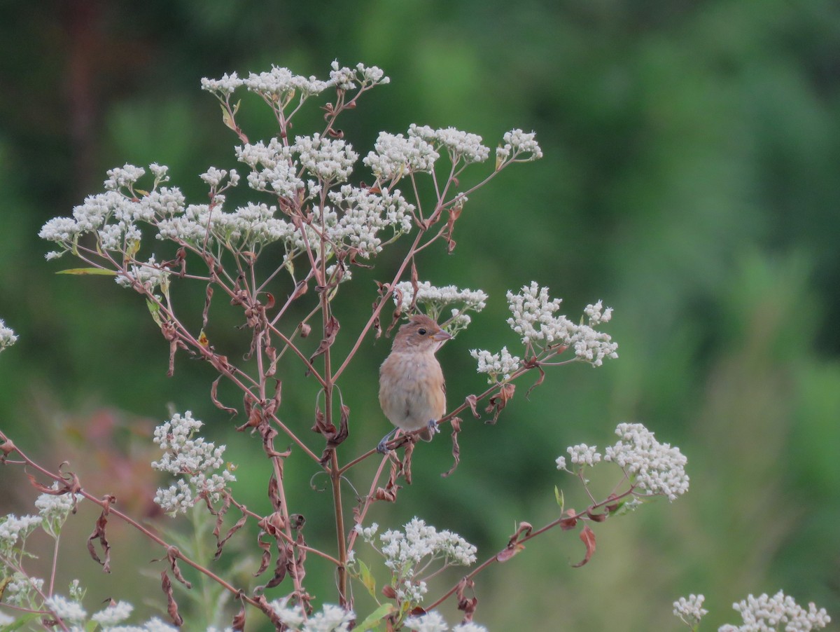 Indigo Bunting - ML642240266