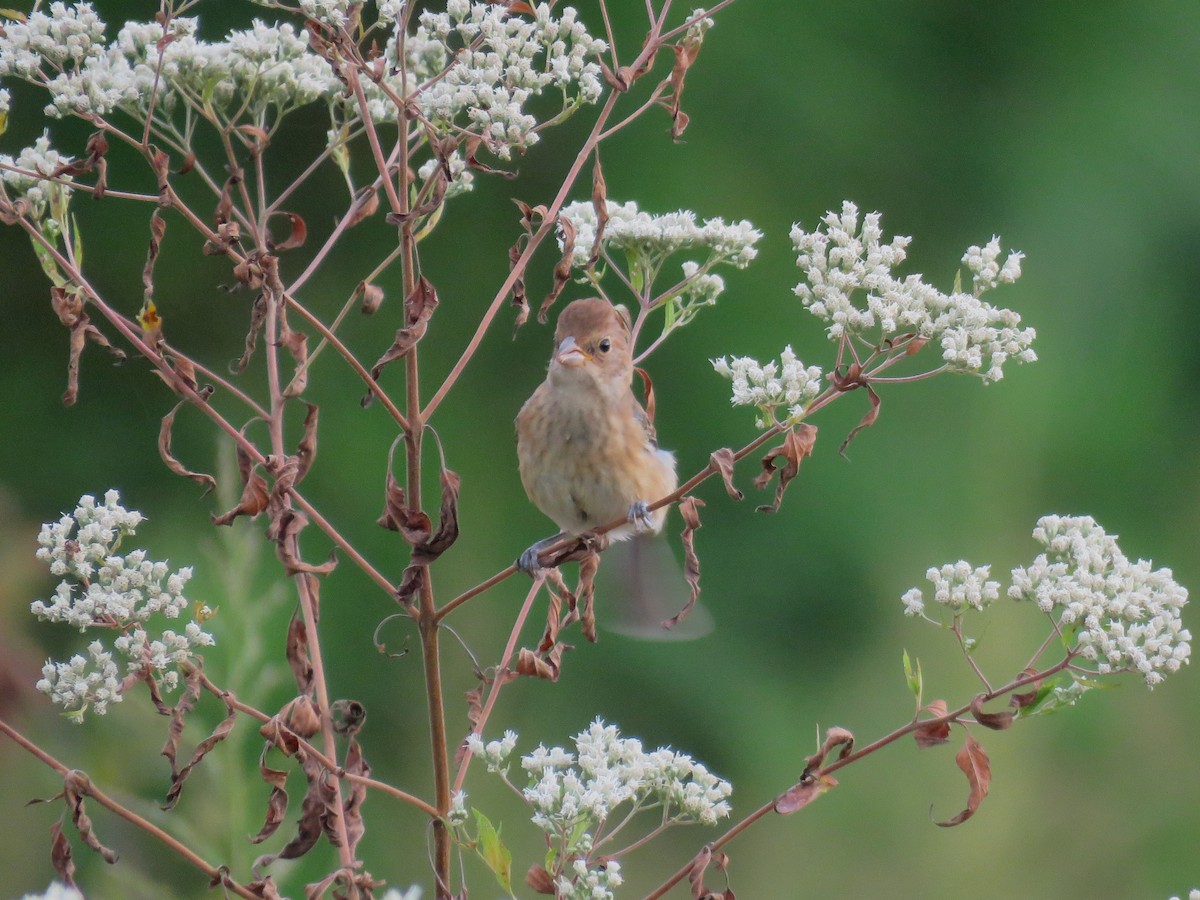 Indigo Bunting - ML642240270