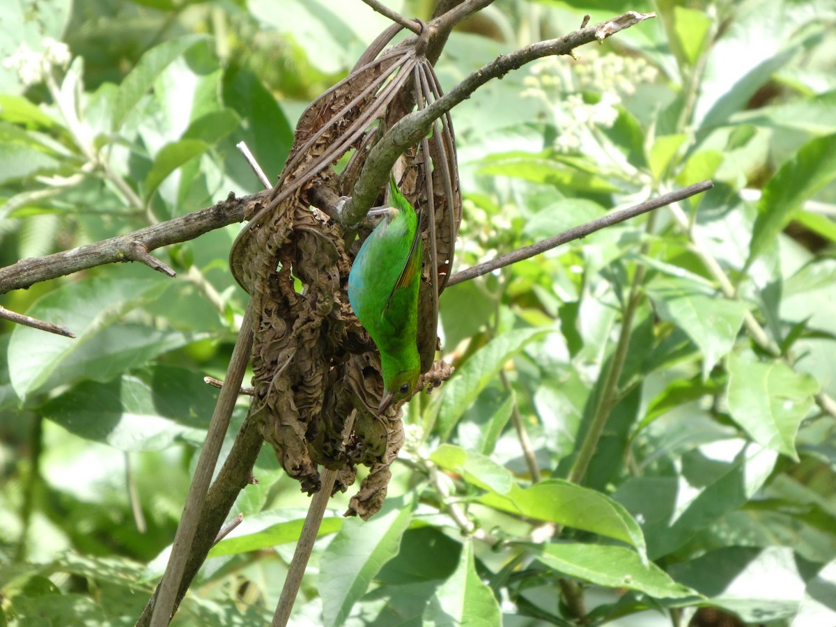 Rufous-winged Tanager - ML642240273