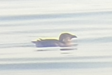 Rhinoceros Auklet - ML642240275