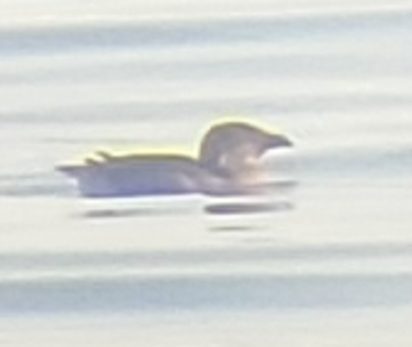 Rhinoceros Auklet - ML642240276