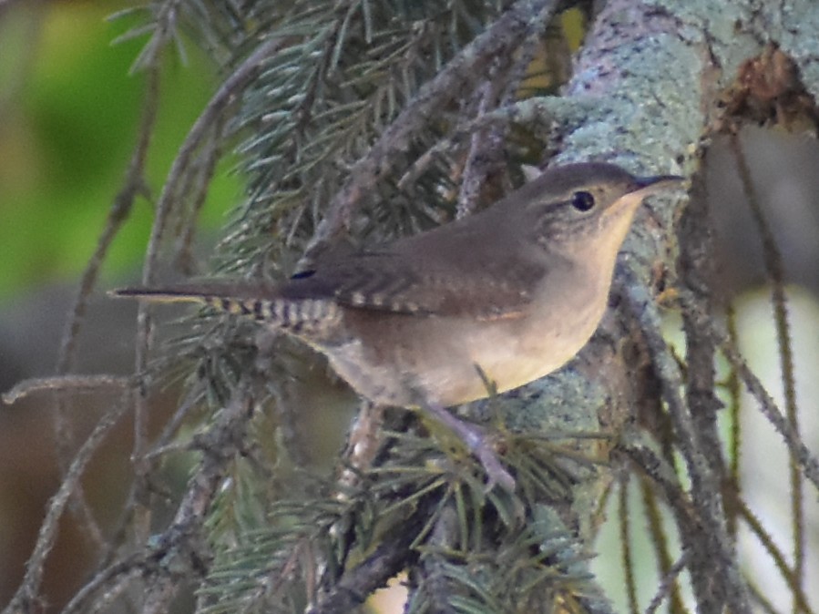 Northern House Wren (Northern) - ML642240277