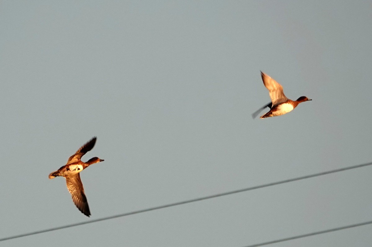 Eurasian Wigeon - ML642240279