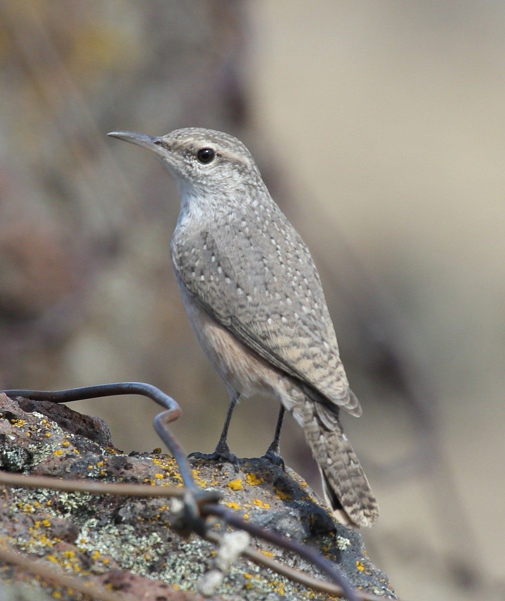 Rock Wren - ML642240308