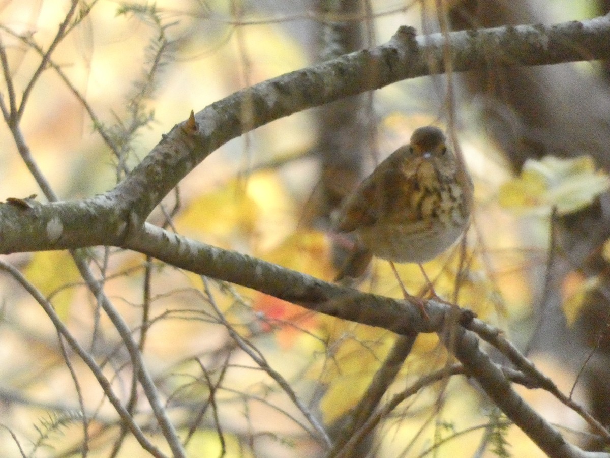 Hermit Thrush - ML642240328