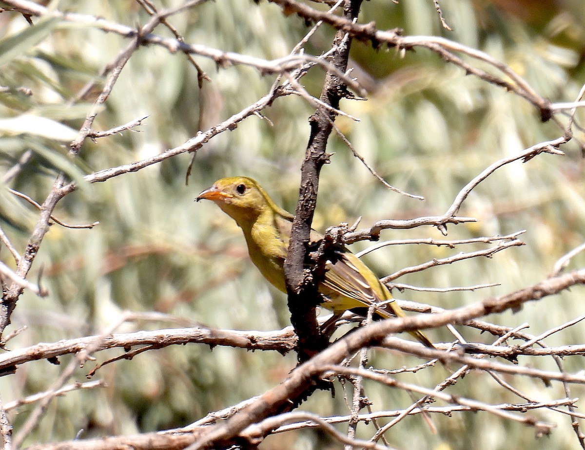 Western Tanager - ML642240333