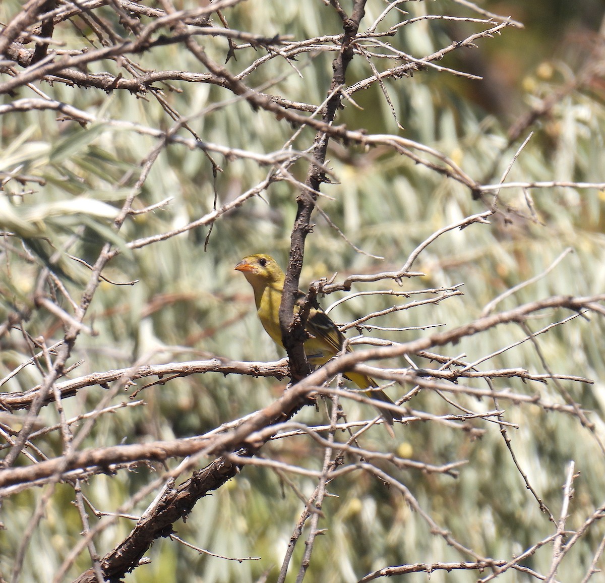 Western Tanager - ML642240336
