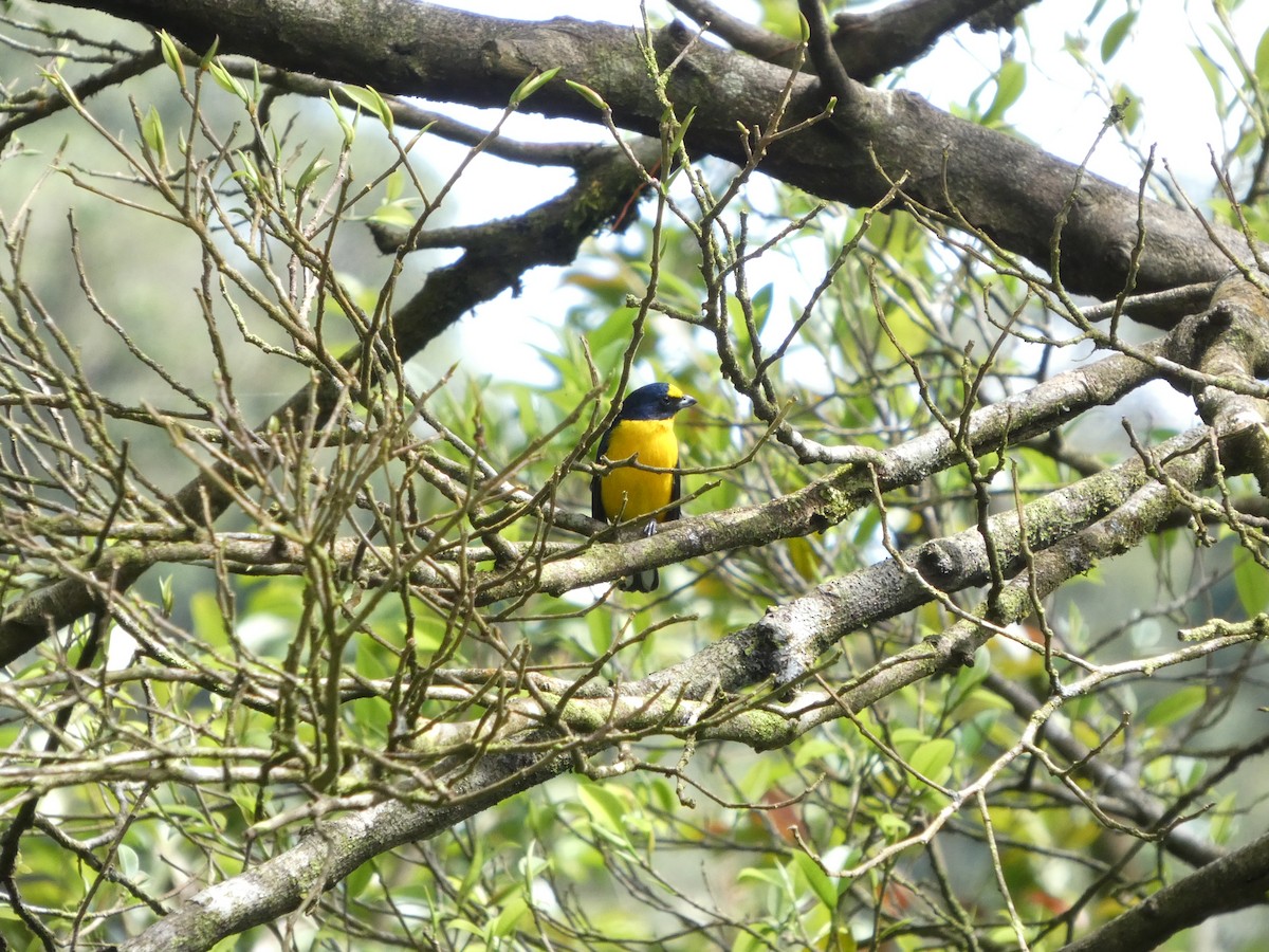 Yellow-throated Euphonia - ML642240345