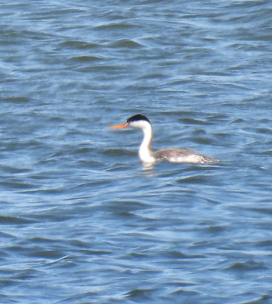 Clark's Grebe - ML642240374