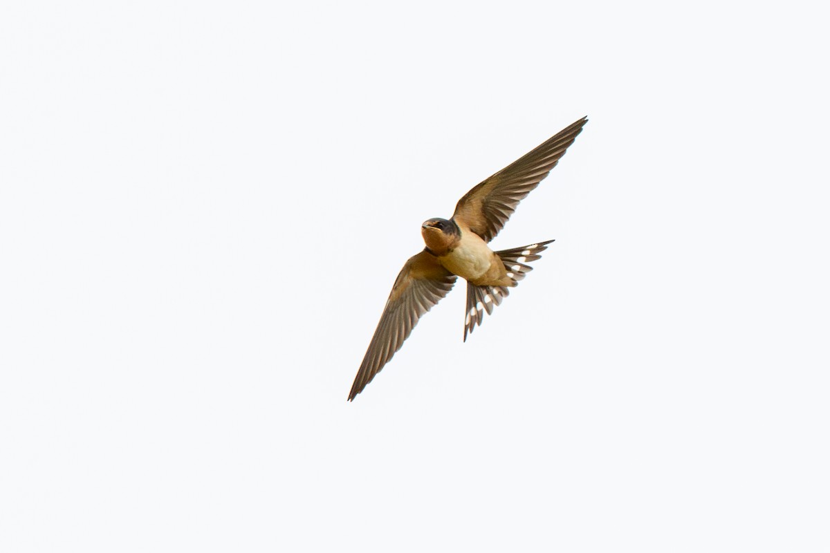 Enara arrunta - ML642240381