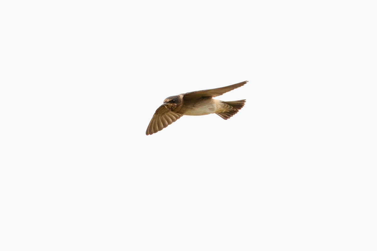 Cliff Swallow - ML642240389