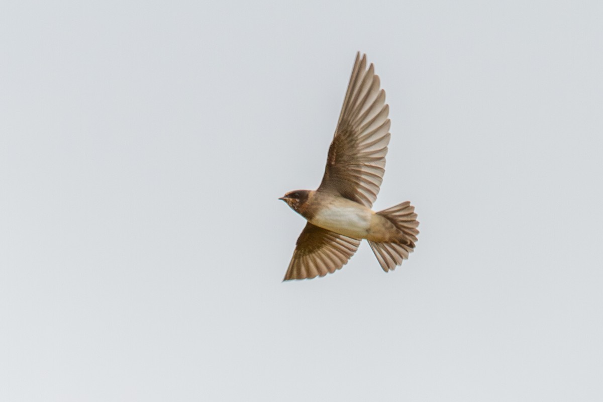 Cliff Swallow - ML642240390