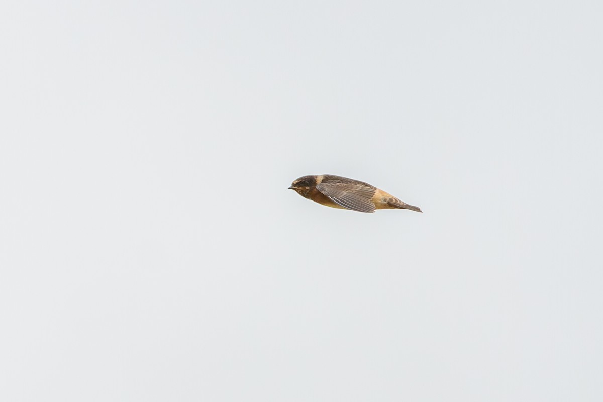 Cliff Swallow - ML642240391