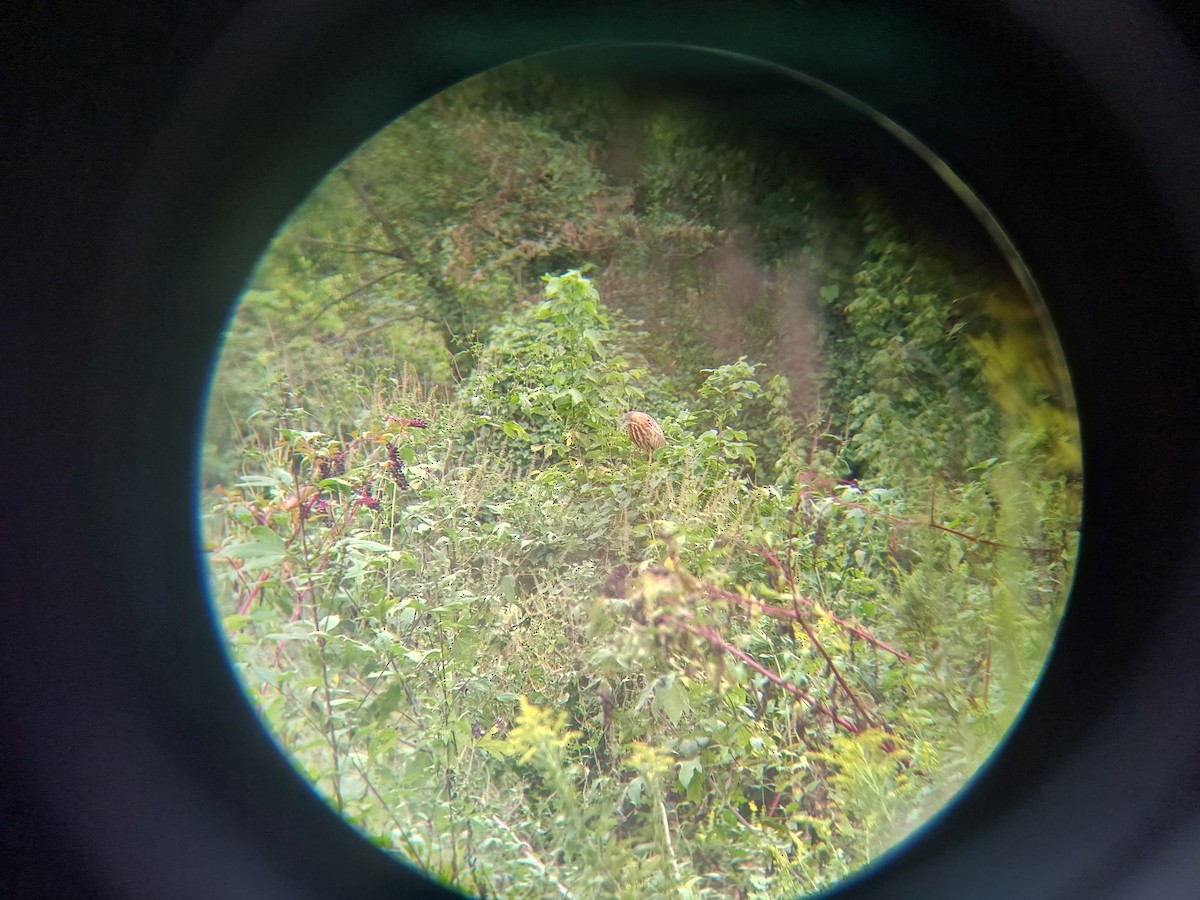 bukač severoamerický - ML642240415