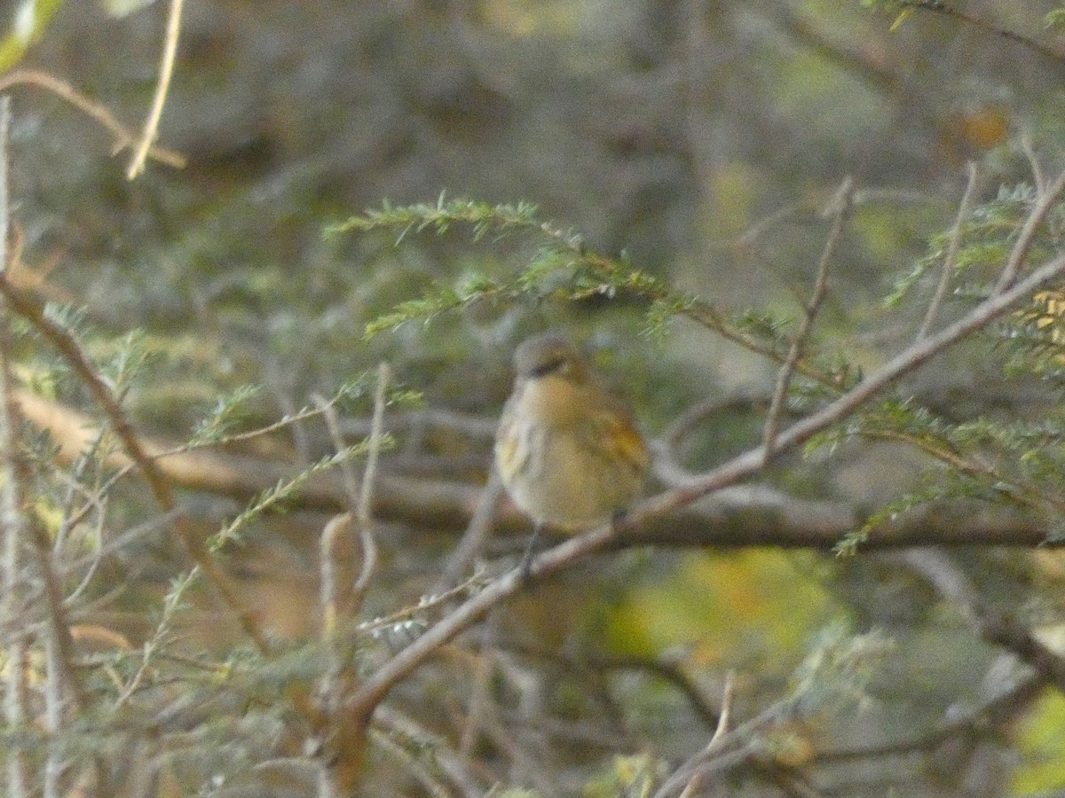 Yellow-rumped Warbler - ML642240455