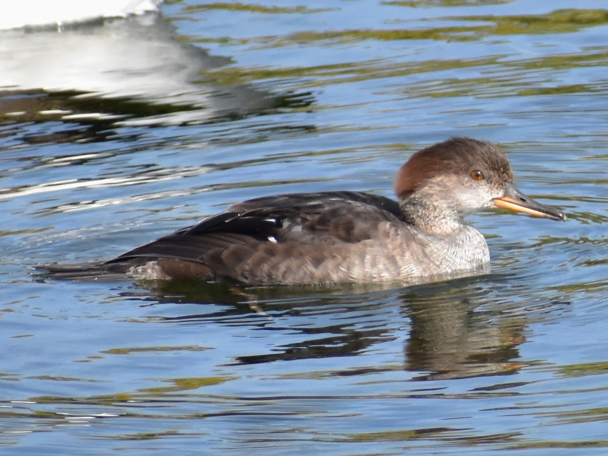 Hooded Merganser - ML642240473