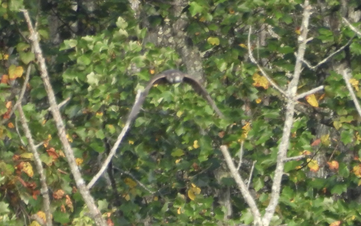 sokol stěhovavý - ML642240529