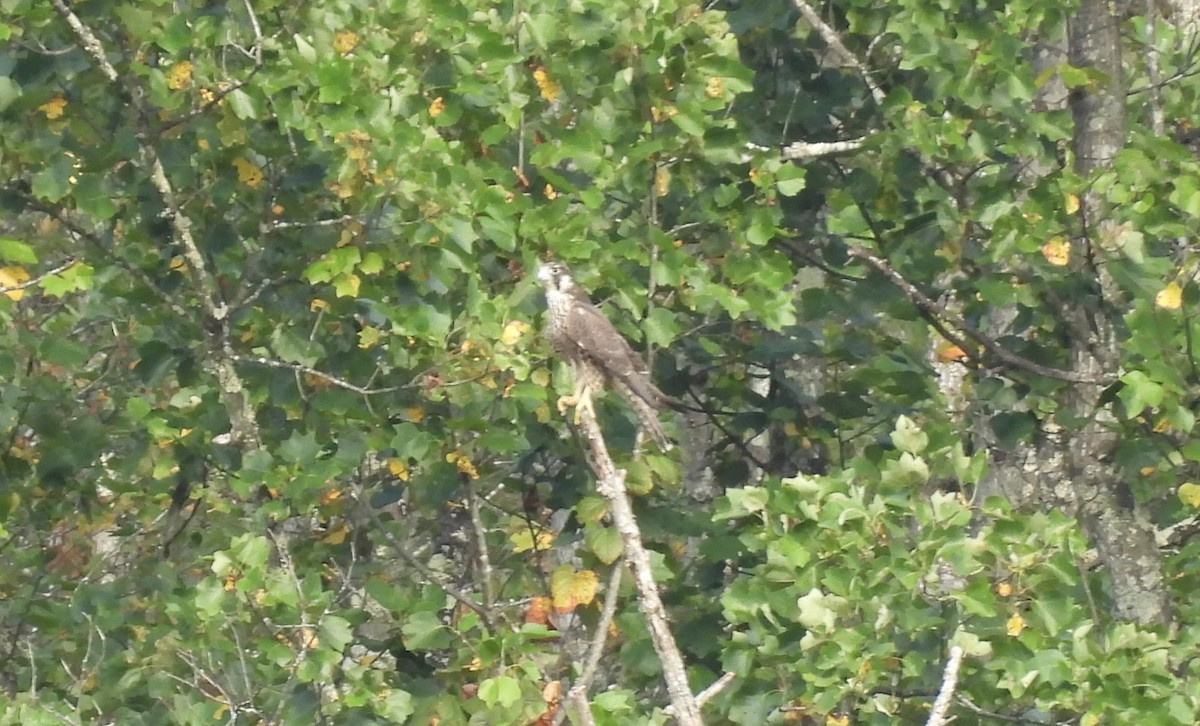 sokol stěhovavý - ML642240530