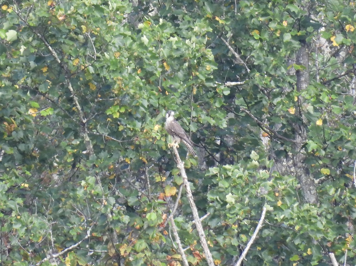 sokol stěhovavý - ML642240531