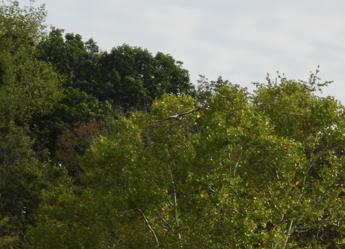 sokol stěhovavý - ML642240532