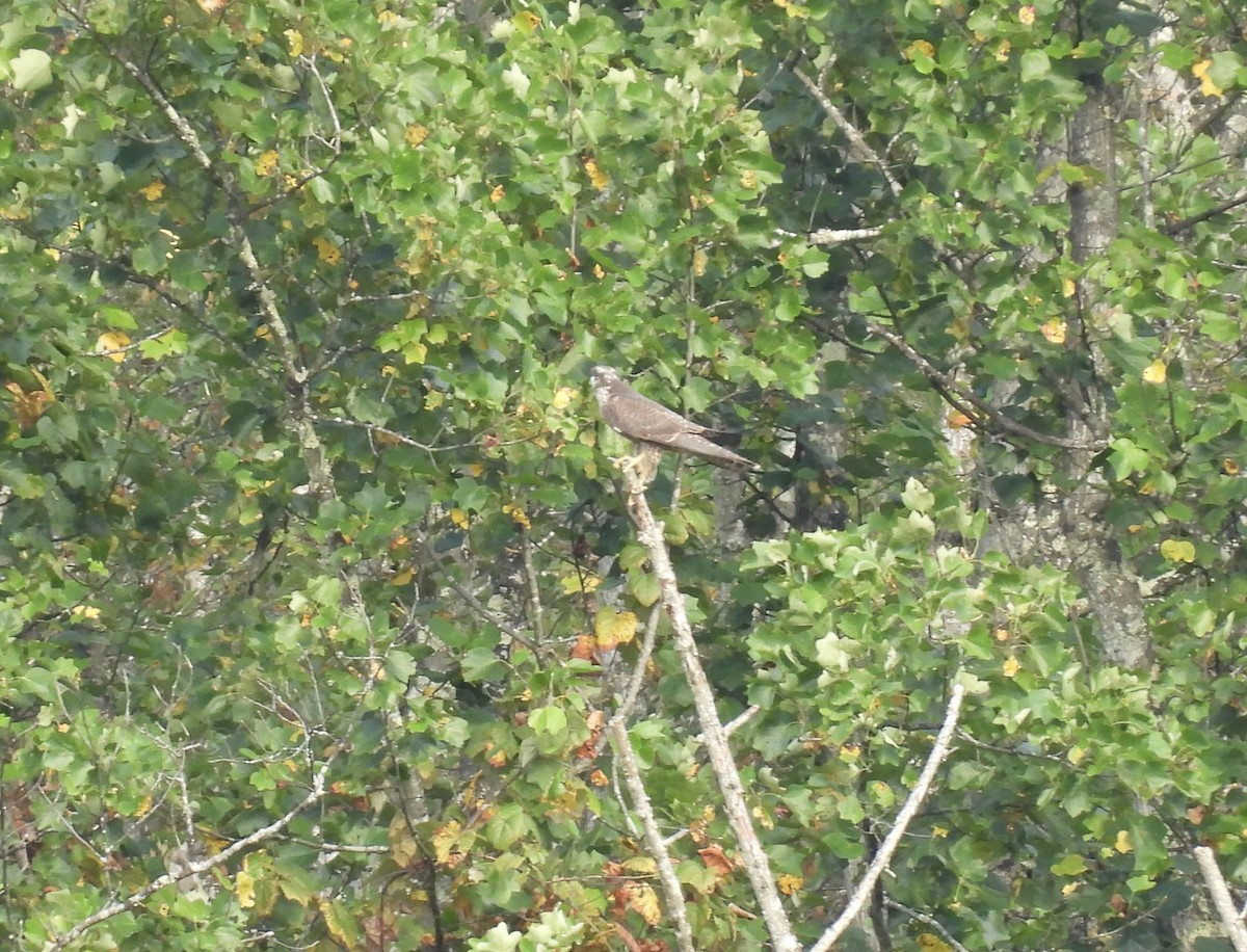 sokol stěhovavý - ML642240533