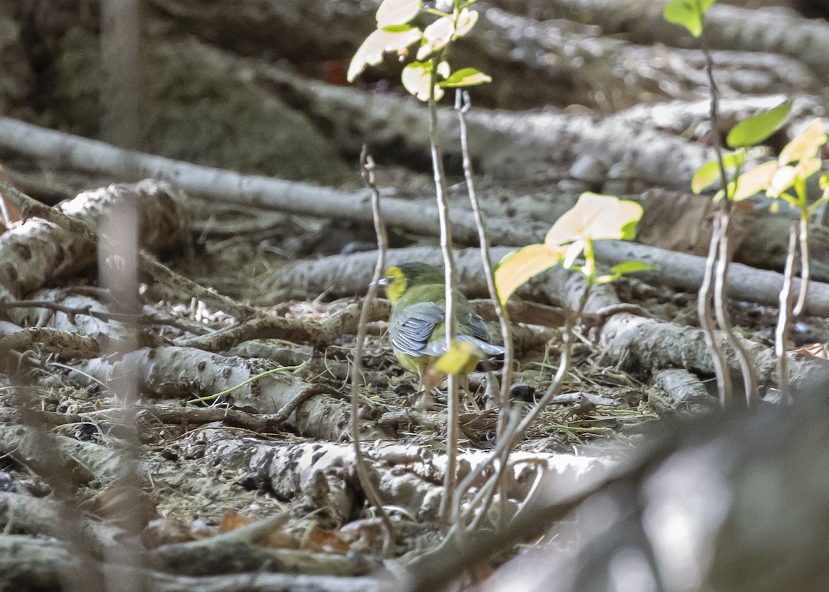Hooded Warbler - ML642240685