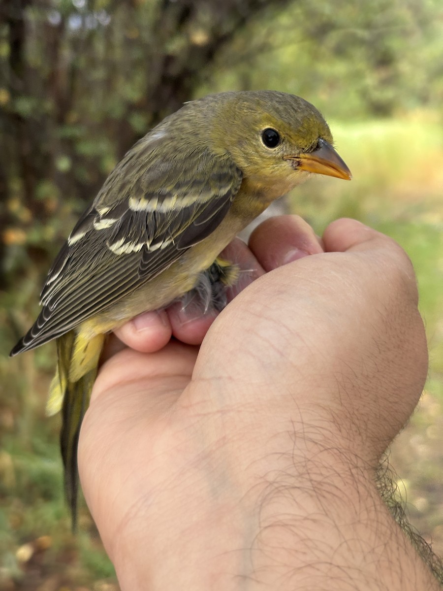 Western Tanager - ML642240770