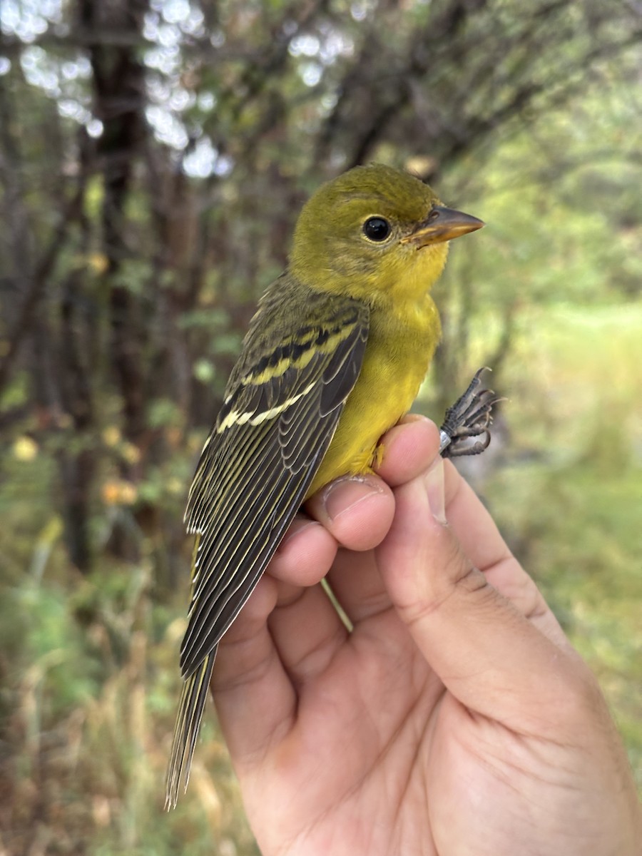 Western Tanager - ML642240772