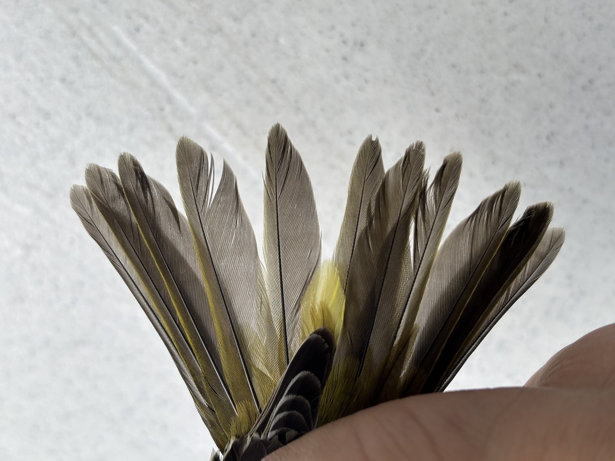 Western Tanager - ML642240773