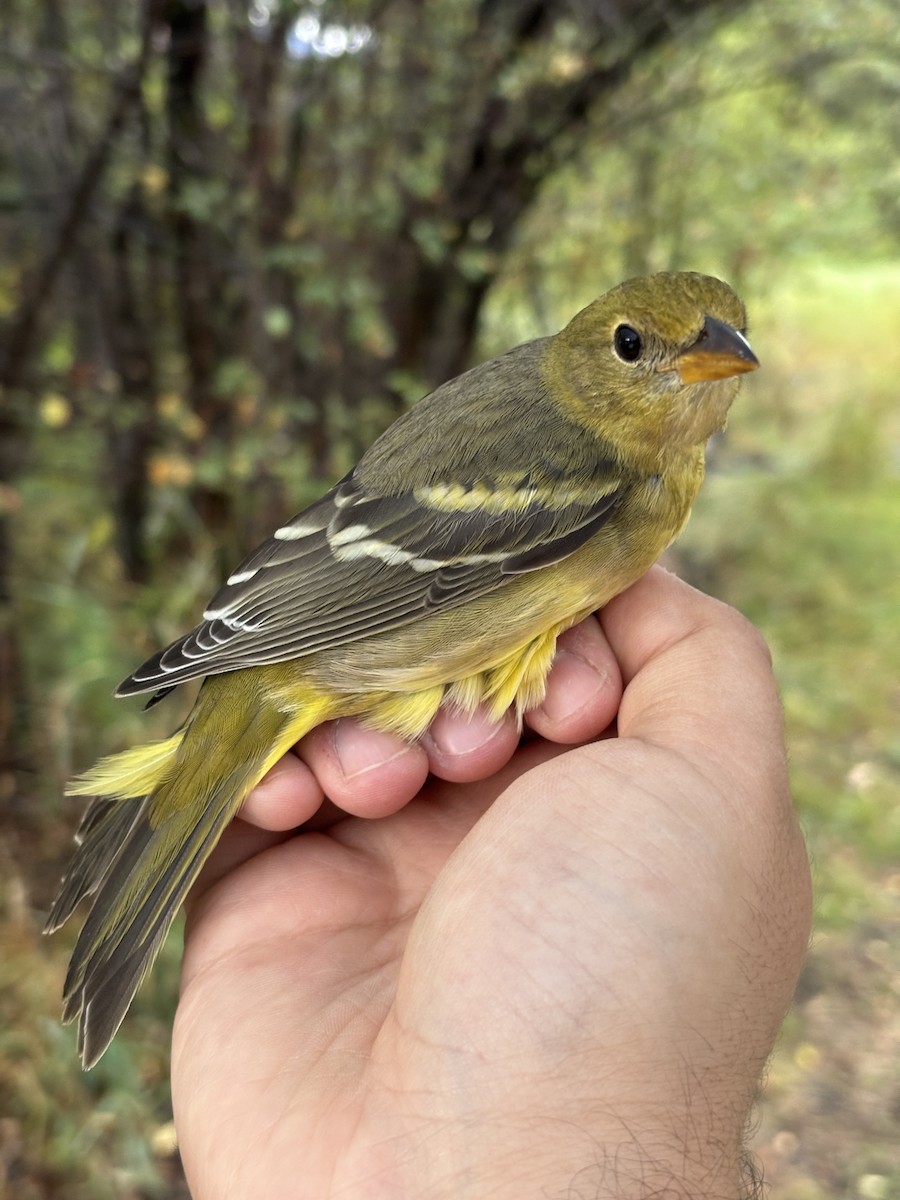 Western Tanager - ML642240774