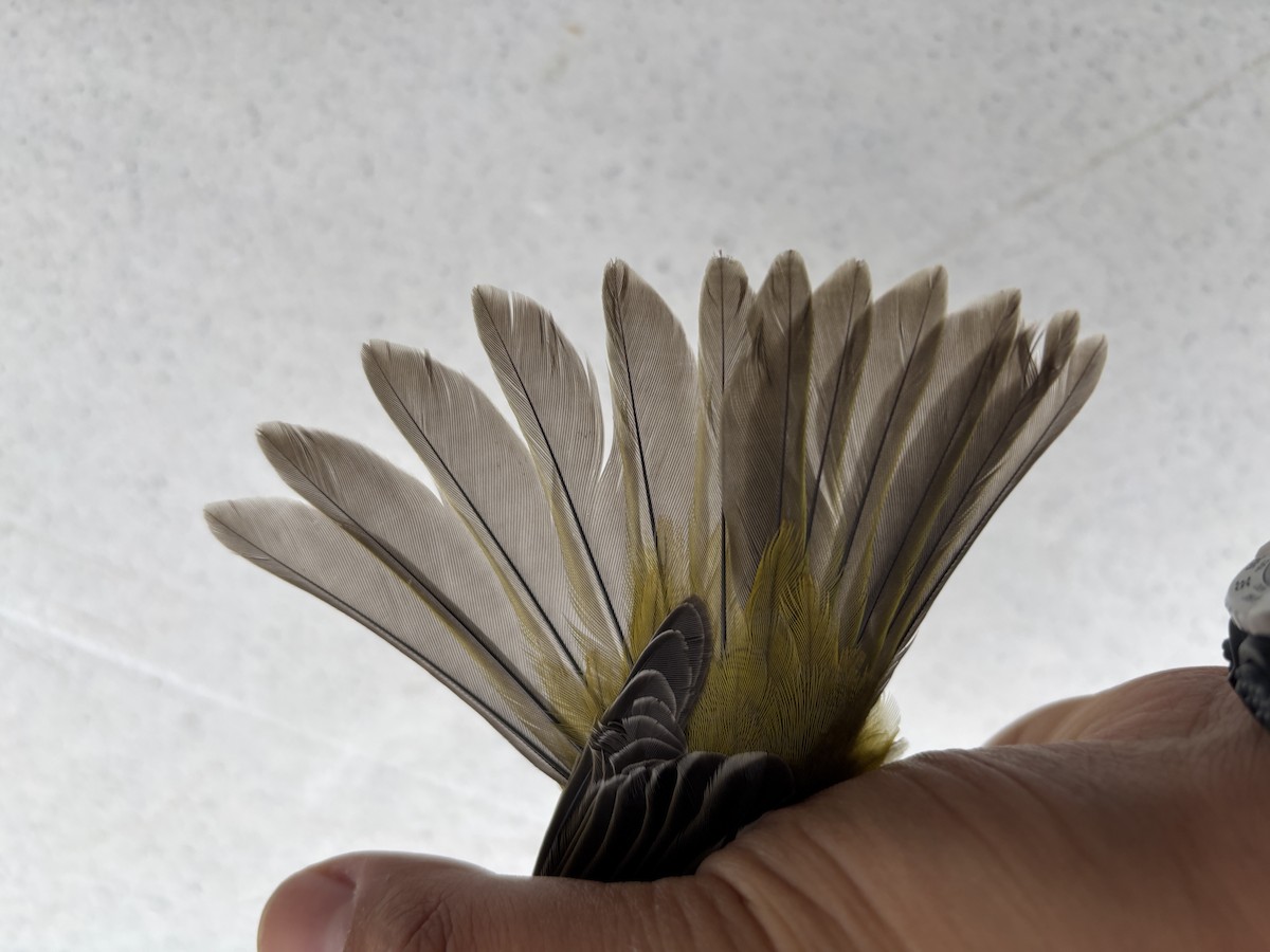 Western Tanager - ML642240775