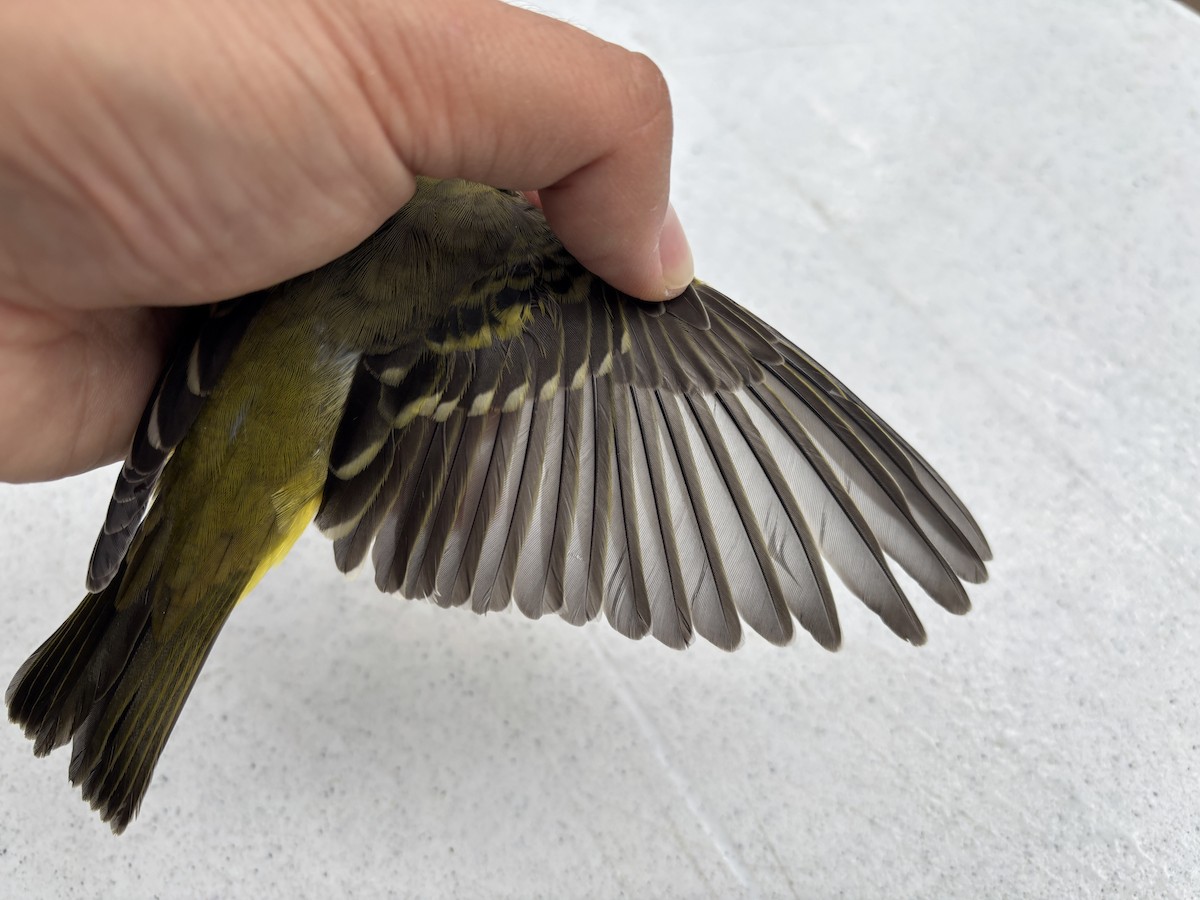 Western Tanager - ML642240777