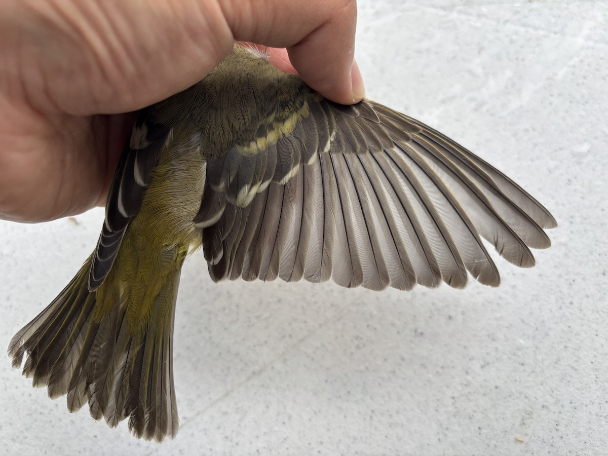 Western Tanager - ML642240778