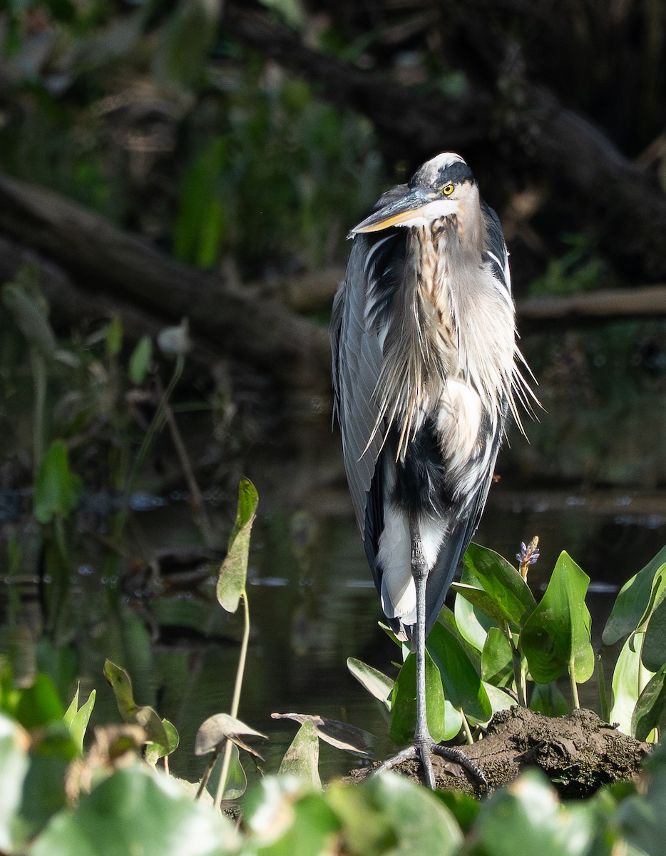 Great Blue Heron - ML642240780